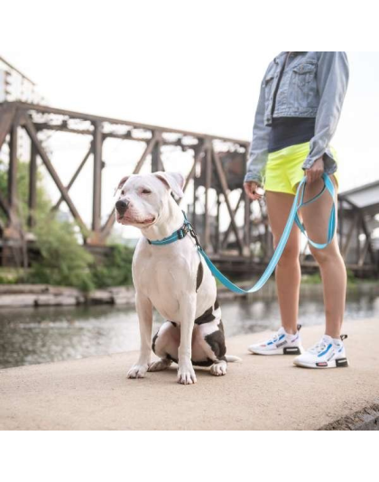 Neon Blue - GF Pet  Reflective Leash - Medium/Large