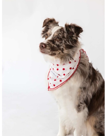 Seersucker Dots - Buddy Dog Bandana - S