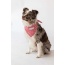 Red Gingham  - Buddy Dog Bandana - L