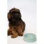 Green - Bamboo Bowls for Dogs (Large)