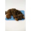 Cool Pet Pad - Medium