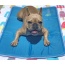 Cool Pet Pad - XL