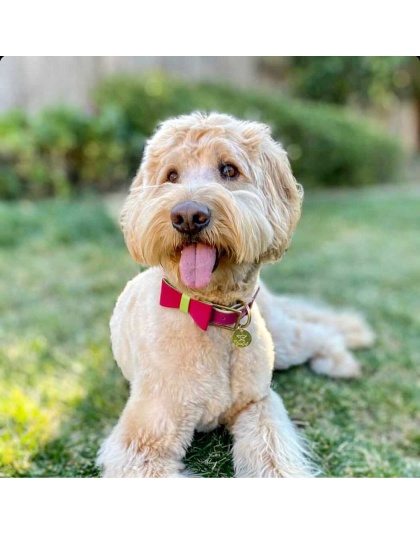 Candy Swirl - Dog Bow Tie  - Large