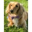 Lavish Lavender - Dog Bow Tie  - Small