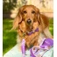 Lavish Lavender - Dog Bow Tie  - Small