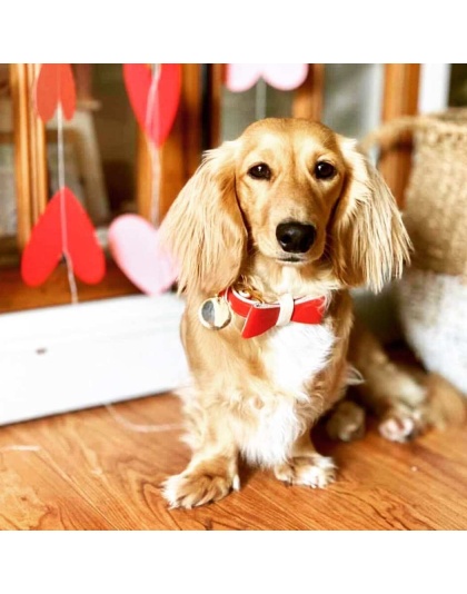 Melting Hearts - Dog Bow Tie  - Small