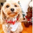 Melting Hearts - Dog Bow Tie  - Large