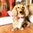 Melting Hearts - Dog Bow Tie  - Large