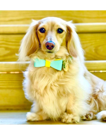 Sunshine Babe - Dog Bow Tie  - Small