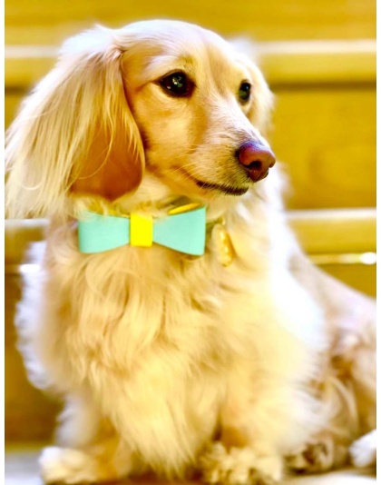 Sunshine Babe - Dog Bow Tie  - Large