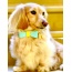 Sunshine Babe - Dog Bow Tie  - Large