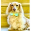 Sunshine Babe - Dog Bow Tie  - Large