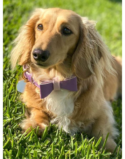 Lavish Lavender - Dog Collar  - Large