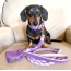 Lavish Lavender - Dog Collar  - Large