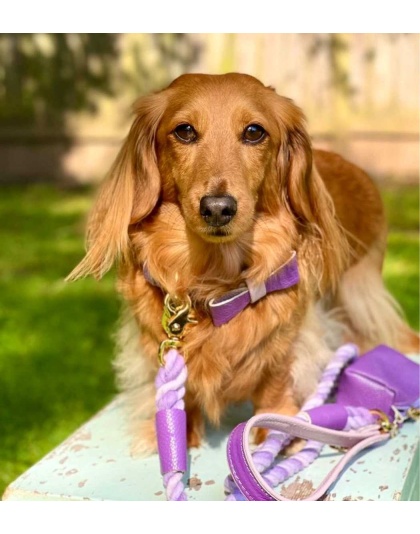 Lavish Lavender - Dog Collar  - Medium