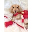 Melting Hearts - Dog Harness  - Small