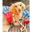 Melting Hearts - Dog Harness  - XS