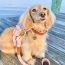 Bella Rose - Dog Harness  - Medium