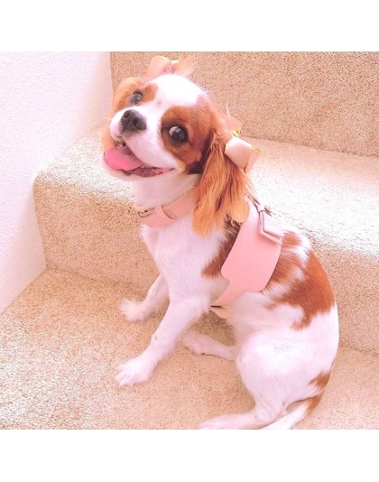 Bella Rose - Dog Harness  - Small