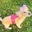 Candy Swirl - Dog Harness  - Medium