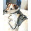 Full Bloom - Dog Harness  - Small