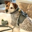 Full Bloom - Dog Harness  - Small