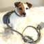 Full Bloom - Dog Harness  - Medium