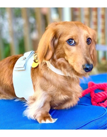 Hot Marine - Dog Harness  - XS