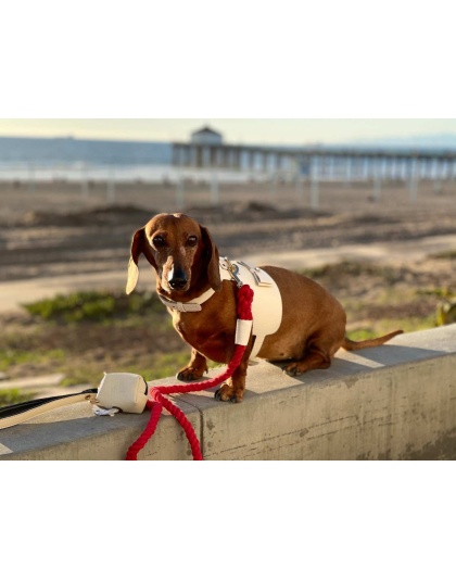 Hot Marine - Dog Harness  - XS