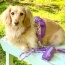 Lavish Lavender - Dog Harness  - Medium