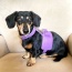 Lavish Lavender - Dog Harness  - Medium