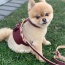 Luscious Bow - Dog Harness  - XS