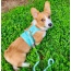 Sunshine Babe - Dog Harness  - Medium