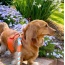 Vibrant Sunset - Dog Harness  - XS