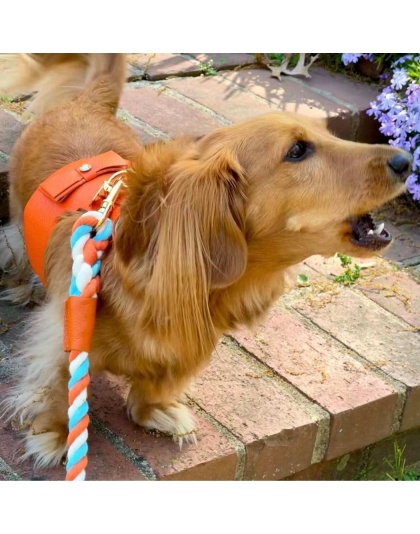 Vibrant Sunset - Dog Harness  - XS