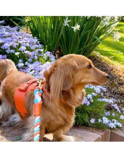 Vibrant Sunset - Dog Harness  - Medium