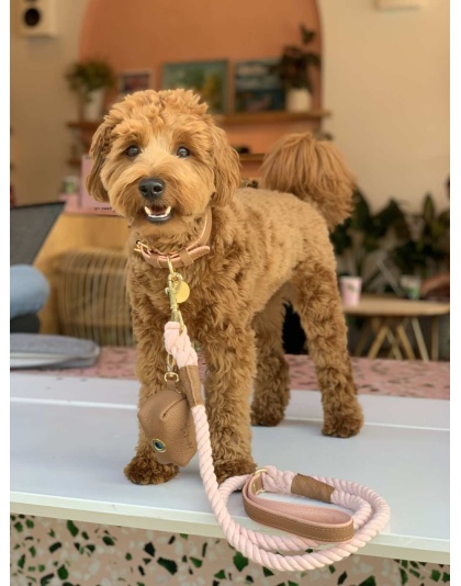 Bella Rose - Dog Leash