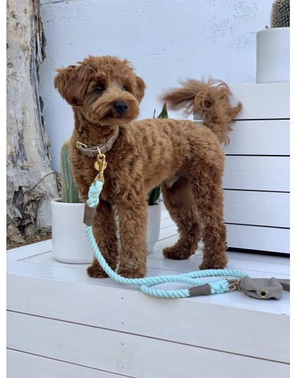 Desert Mint - Dog Leash