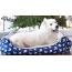 Anchors Away Pet Bed - M