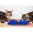 Blue - Portabowl Water and Food Bowl