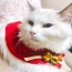 Red/White - Merry Christmas Pets Beautiful Clothes -  Medium