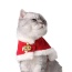 Red/White - Merry Christmas Pets Beautiful Clothes -  Medium