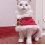 Red/White - Merry Christmas Pets Beautiful Clothes -  Small