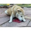 Red - Heart Design "Love" eMat Enrichment Lick Mat - Large