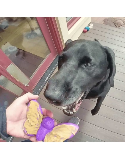 Purple - SP Butterfly Chew and Enrichment Toy