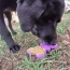 Purple - SP Butterfly Chew and Enrichment Toy