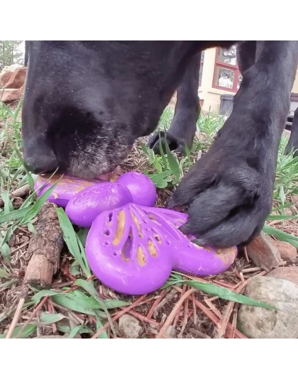 Purple - SP Butterfly Chew and Enrichment Toy