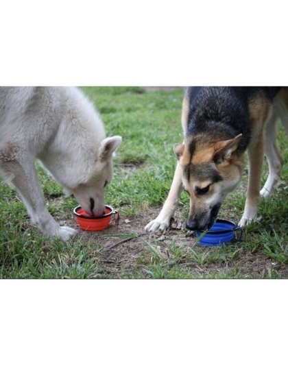 Single Blue Silicone Collapsible Travel Bowl - 12oz