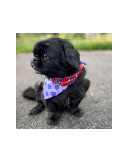 Purple Dots/Daisies - Sport Bandana  - Large