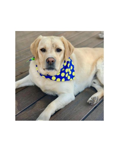 DOT Blue/Green/Yellow - Sport Bandana  - Small